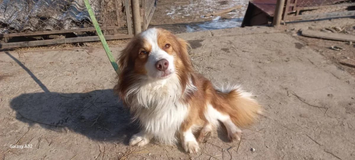 Olwen, male young Mixed Breed for adoption at Ein Herz für Streuner e.V., München