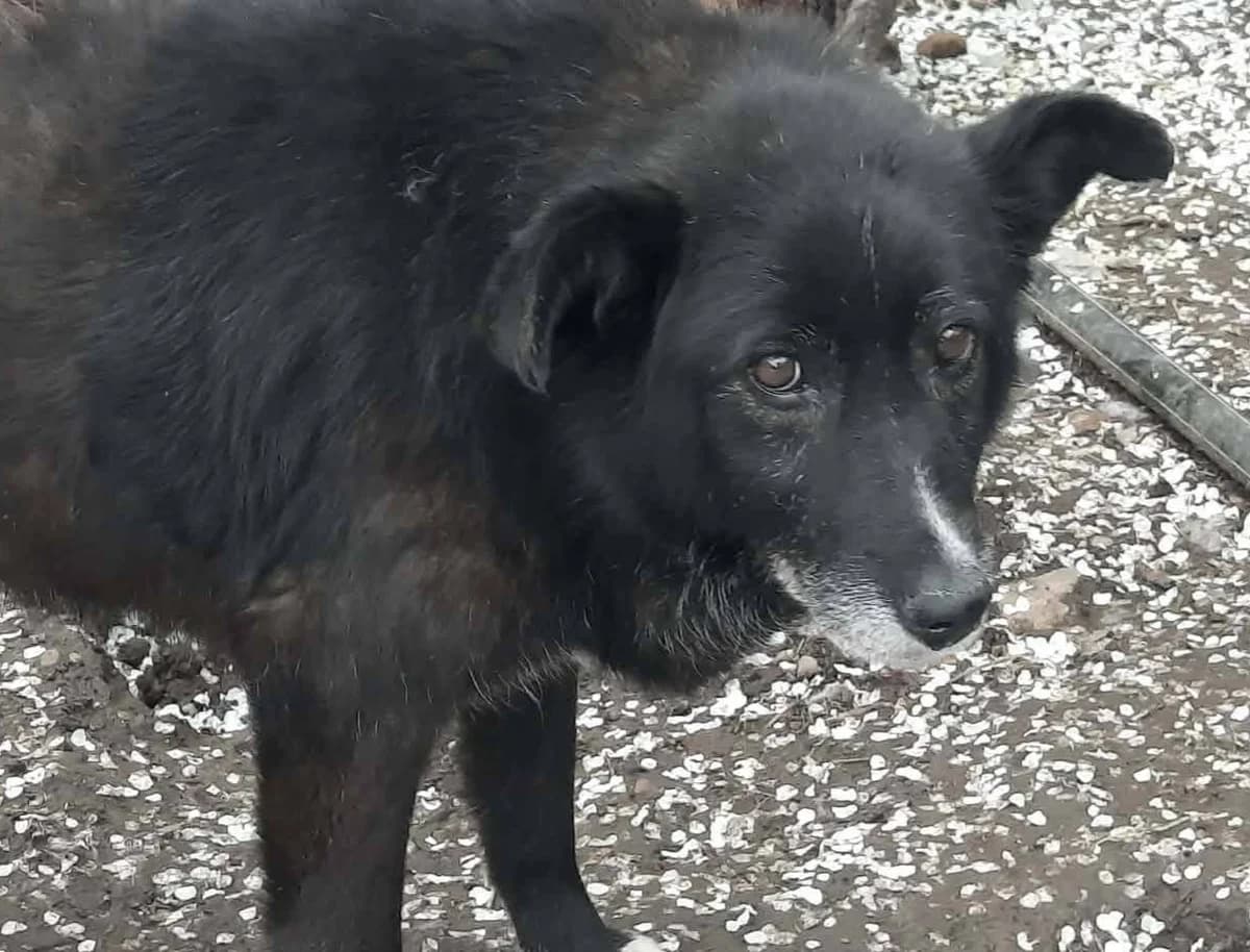 Oma Rosa, grau female senior Mixed Breed for adoption at Ein Herz für Streuner e.V., München