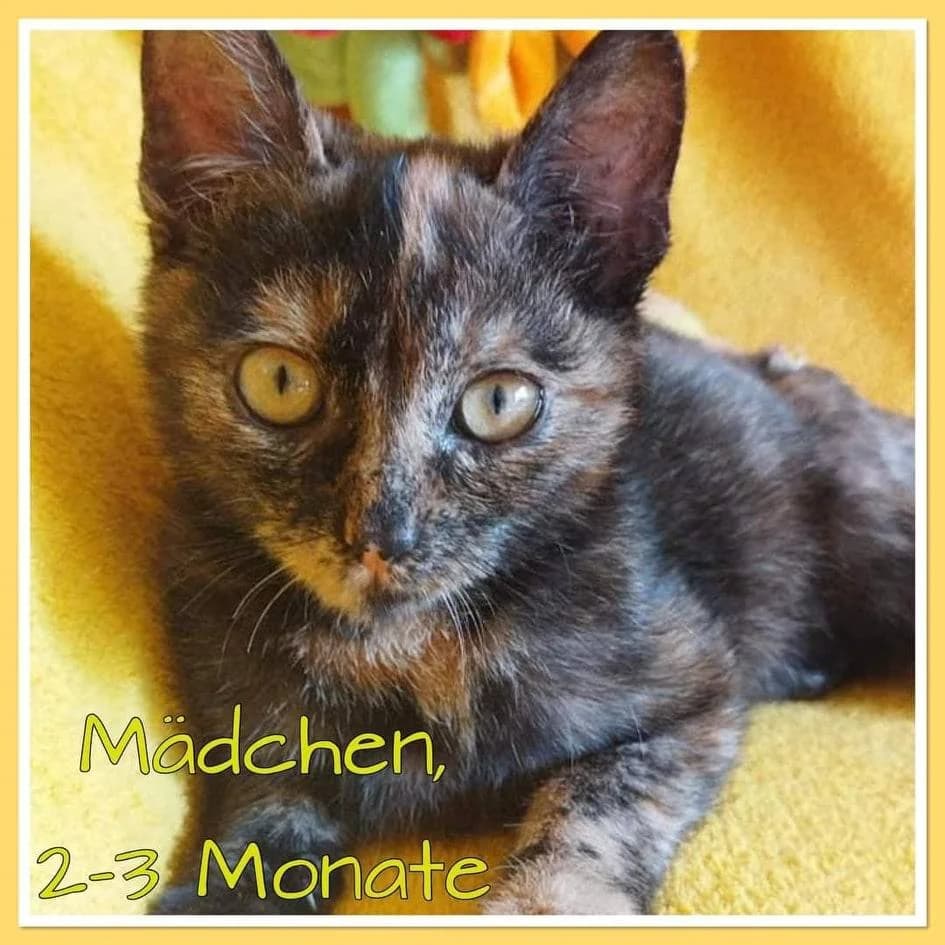 Onawa, 3yo Mixed Breed for adoption at Ein Herz für Streuner e.V., München