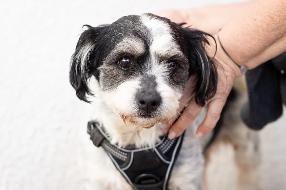 Ondilo, Mixed Breed for adoption at Ein Herz für Streuner e.V., München