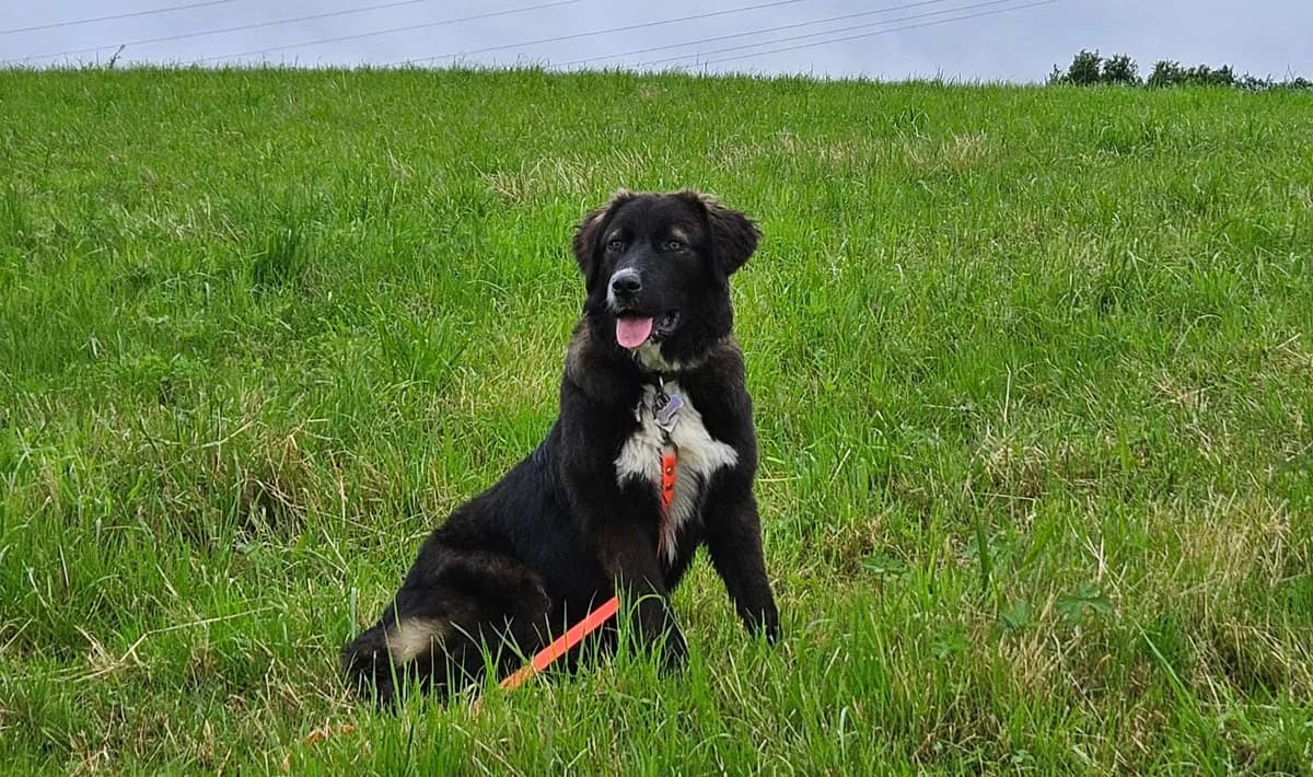 Ondra, weiß female puppy Mixed Breed for adoption at Ein Herz für Streuner e.V., München