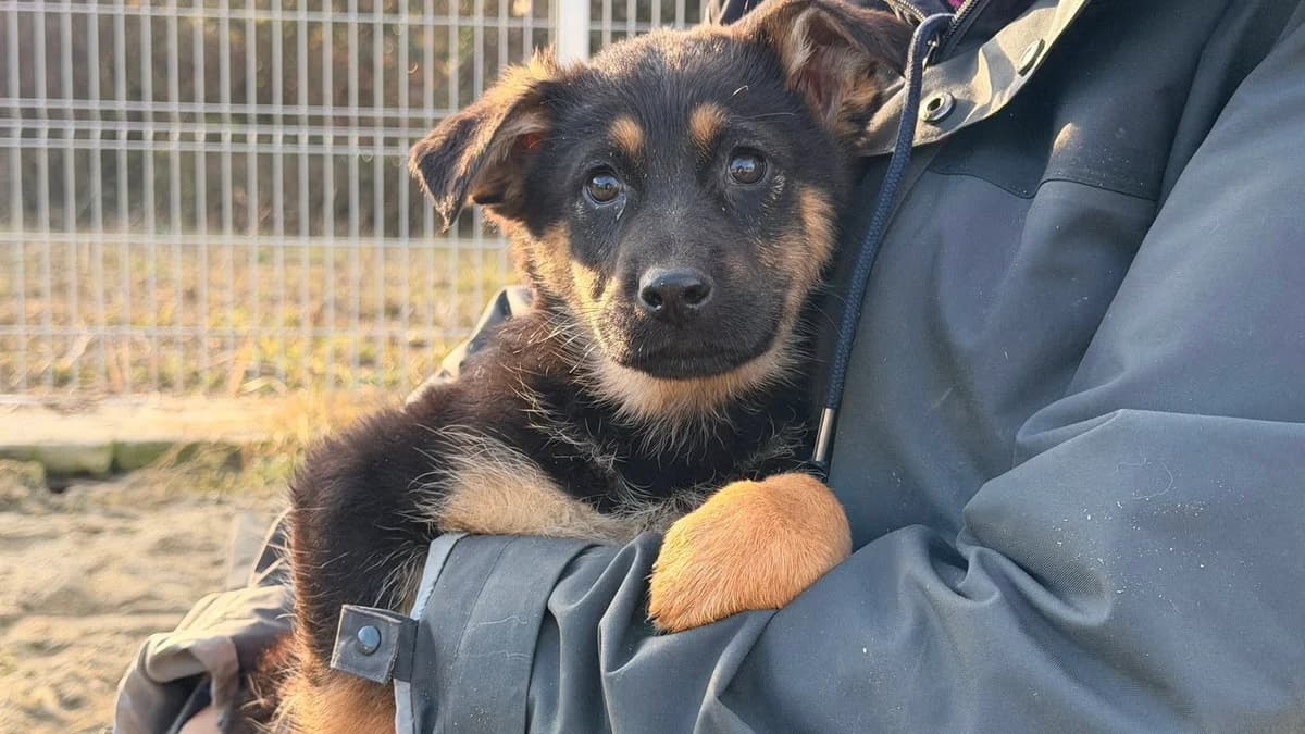Onkel, male puppy Mixed Breed for adoption at Ein Herz für Streuner e.V., München