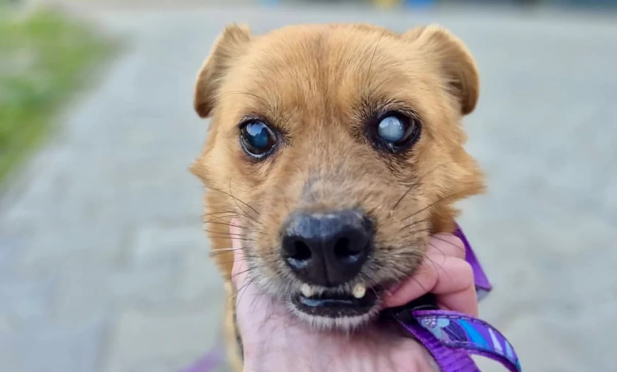 Onkel Bernd, male senior Mixed Breed for adoption at Ein Herz für Streuner e.V., München