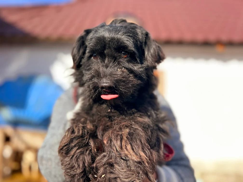 Onni, male 5yo Mixed Breed for adoption at Ein Herz für Streuner e.V., München
