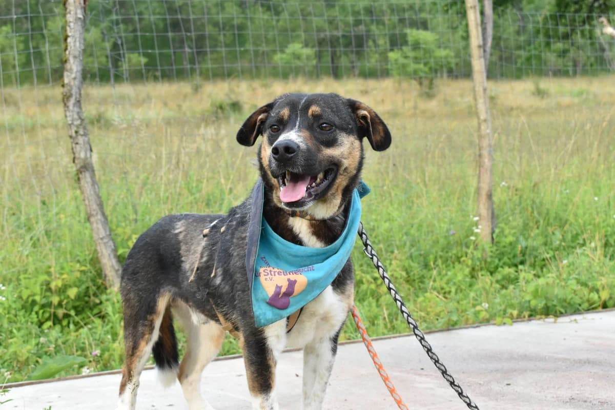 Onni, male 5yo Mixed Breed for adoption at Ein Herz für Streuner e.V., München