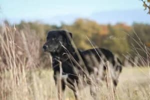 Ono, male 3yo Mixed Breed for adoption at Ein Herz für Streuner e.V., München