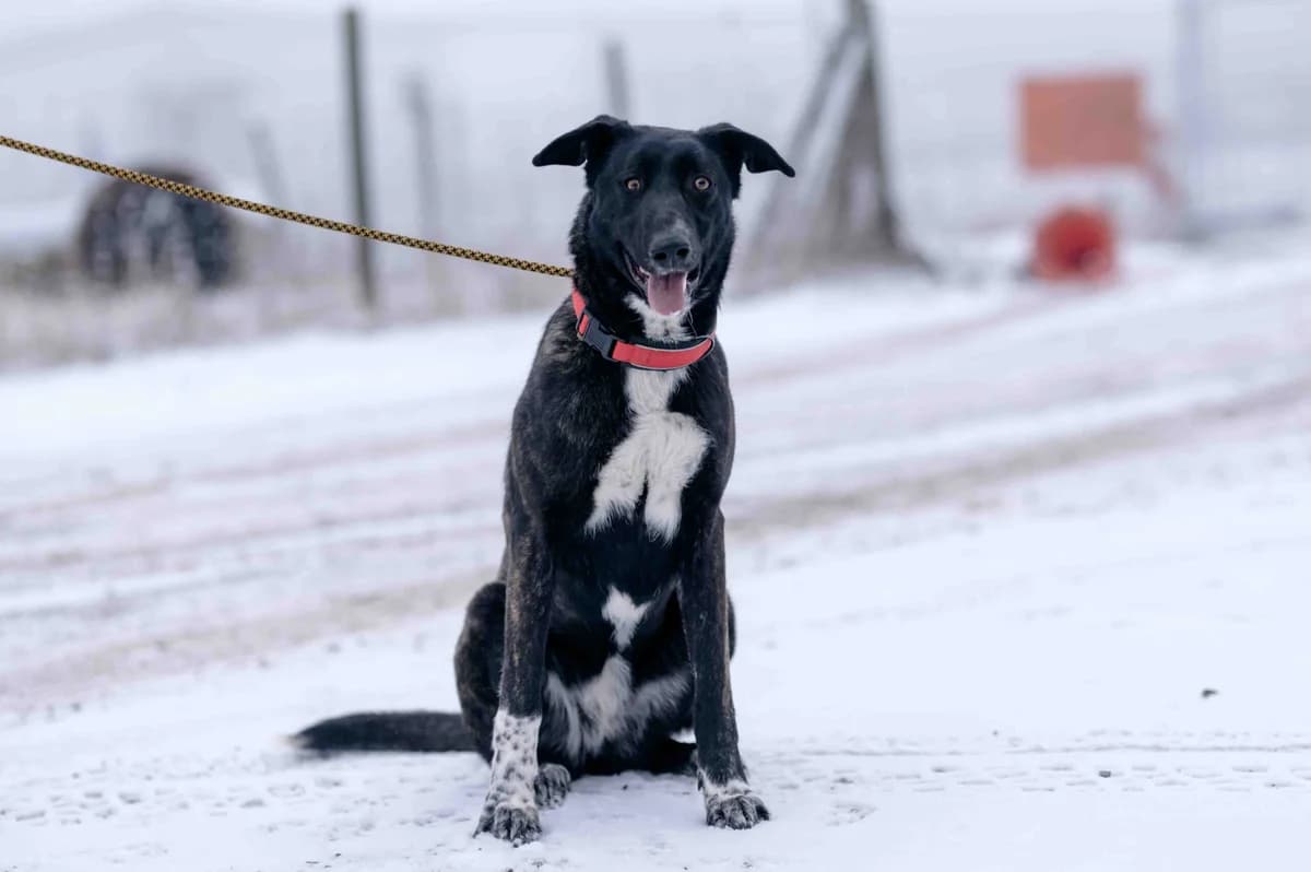 Ophelia, female 5yo Mixed Breed for adoption at Ein Herz für Streuner e.V., München