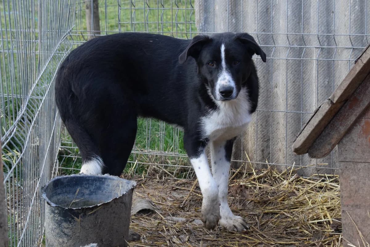 Orca, weiß male puppy Mixed Breed for adoption at Ein Herz für Streuner e.V., München