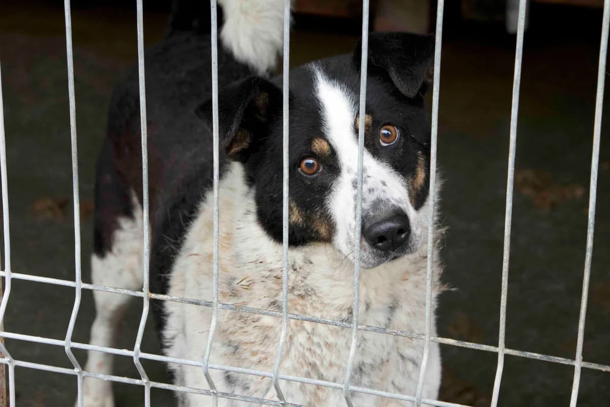 Orea, schwarz female 5yo Mixed Breed for adoption at Ein Herz für Streuner e.V., München
