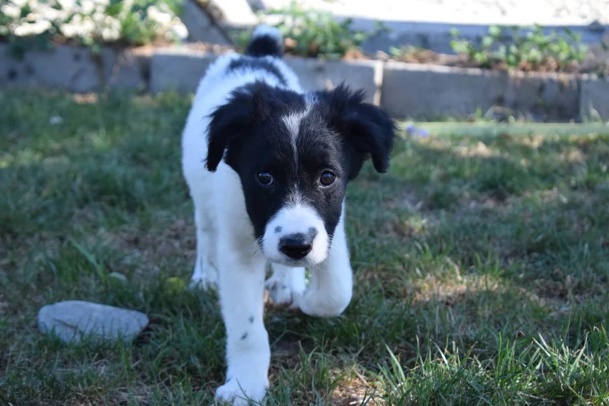 Oreo, male puppy Mixed Breed for adoption at Ein Herz für Streuner e.V., München