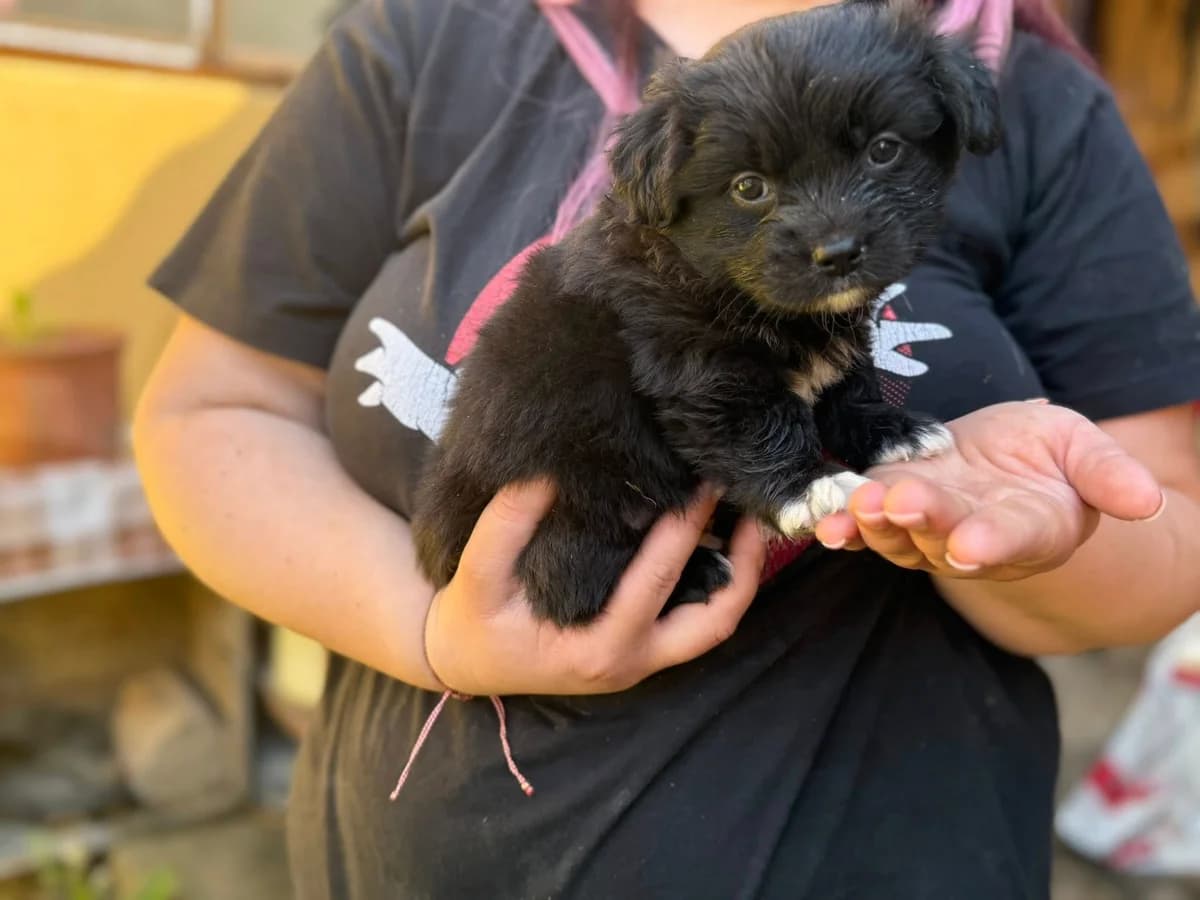 Oreo, schwarz puppy Mixed Breed for adoption at Ein Herz für Streuner e.V., München