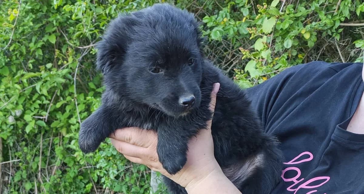 Oreo, male puppy Mixed Breed for adoption at Ein Herz für Streuner e.V., München