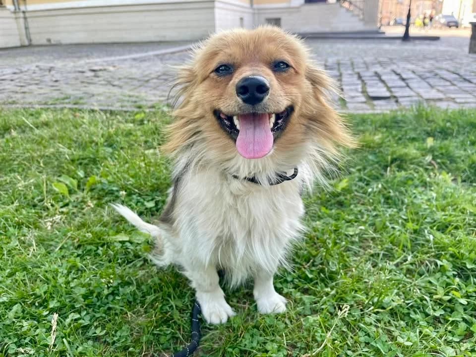 Ori, male young Mixed Breed for adoption at Ein Herz für Streuner e.V., München