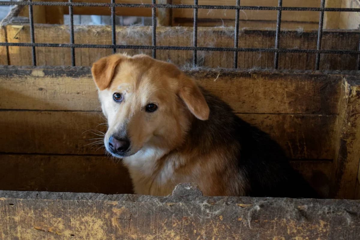 Oriel, male 5yo Mixed Breed for adoption at Ein Herz für Streuner e.V., München