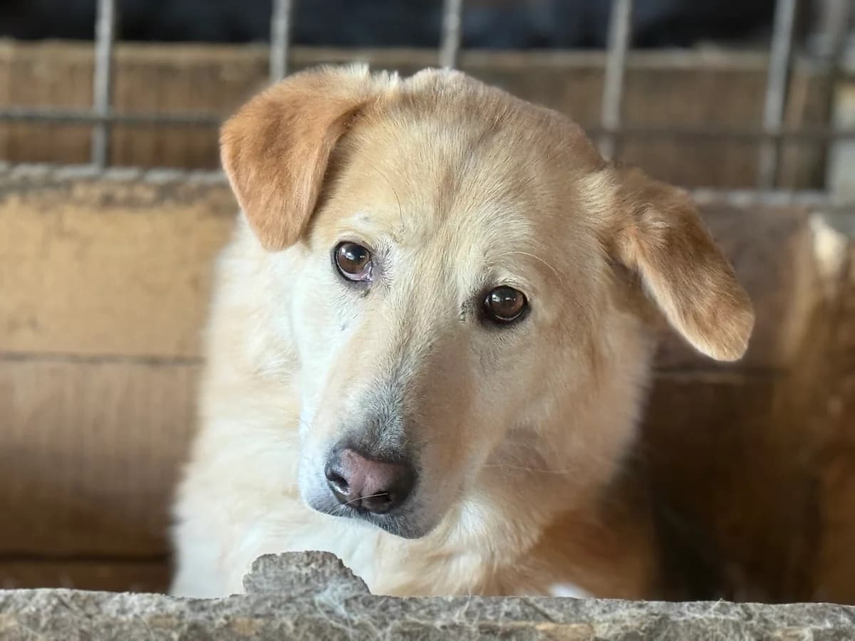 Oriel, male young Mixed Breed for adoption at Ein Herz für Streuner e.V., München