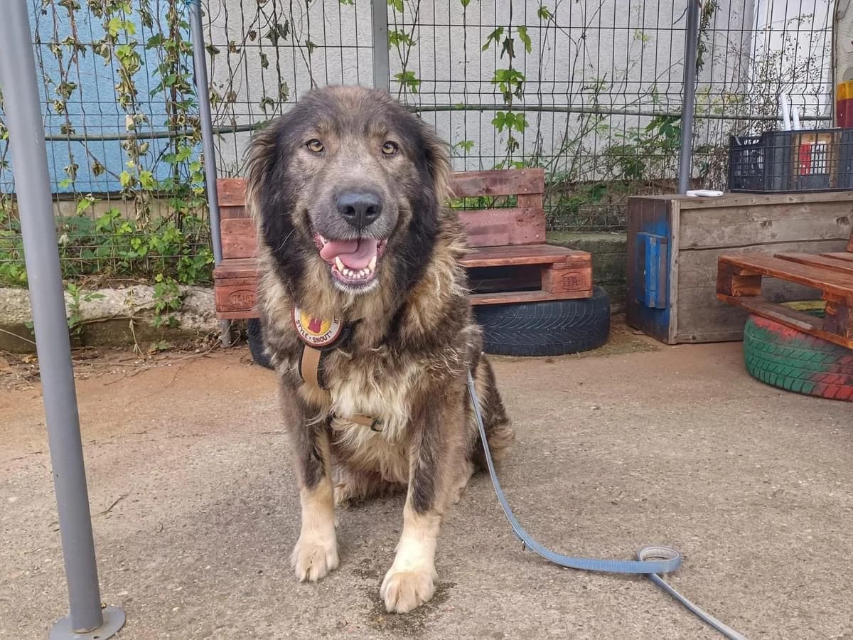 Orla, female 6yo Mixed Breed for adoption at Ein Herz für Streuner e.V., München