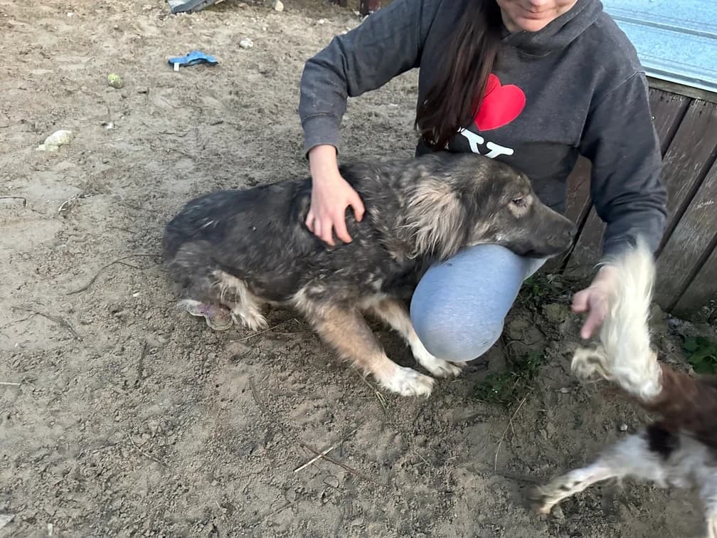 Orla, female 6yo Mixed Breed for adoption at Ein Herz für Streuner e.V., München