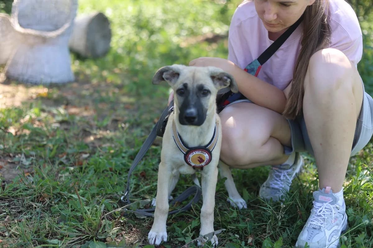 Orla, female puppy Mixed Breed for adoption at Ein Herz für Streuner e.V., München
