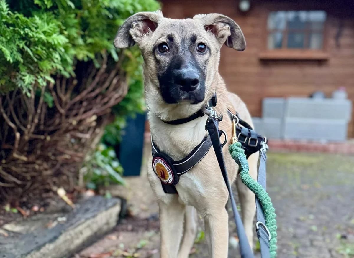 Orla, female puppy Mixed Breed for adoption at Ein Herz für Streuner e.V., München