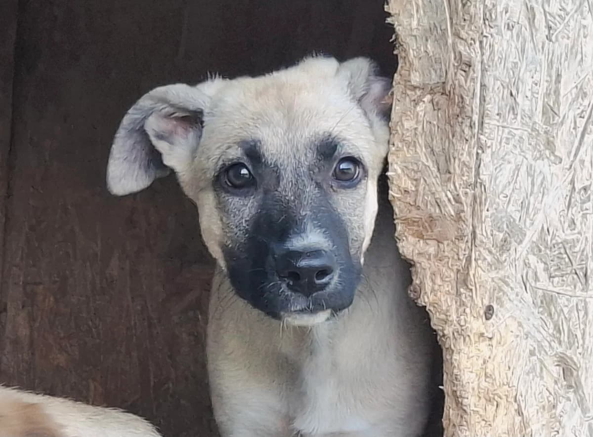 Orla, weiß female puppy Mixed Breed for adoption at Ein Herz für Streuner e.V., München