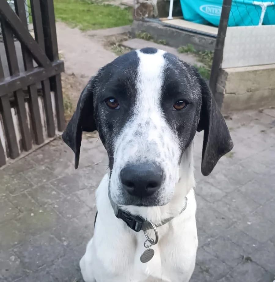 Orlando, male young Mixed Breed for adoption at Ein Herz für Streuner e.V., München