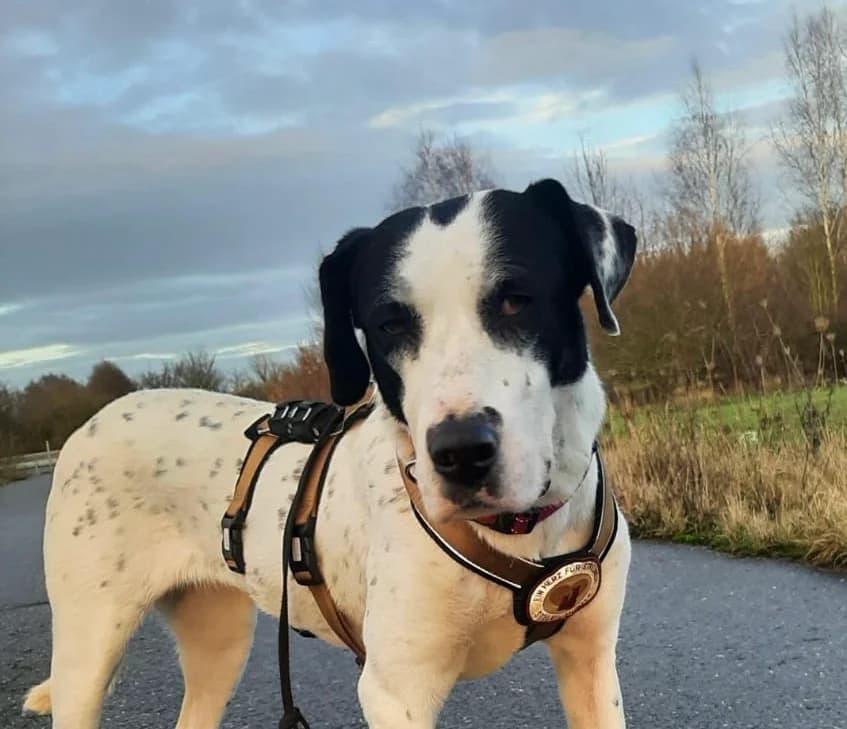 Ortega, female 3yo Mixed Breed for adoption at Ein Herz für Streuner e.V., München