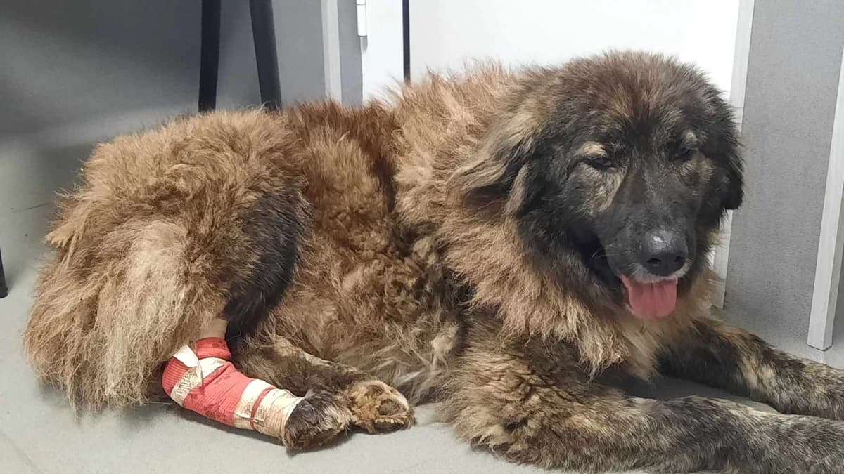 Orusha, female young Mixed Breed for adoption at Ein Herz für Streuner e.V., München