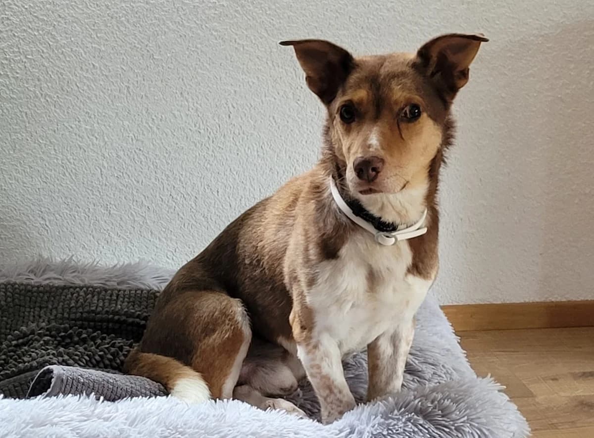 Oscar, male 6yo Mixed Breed for adoption at Ein Herz für Streuner e.V., München