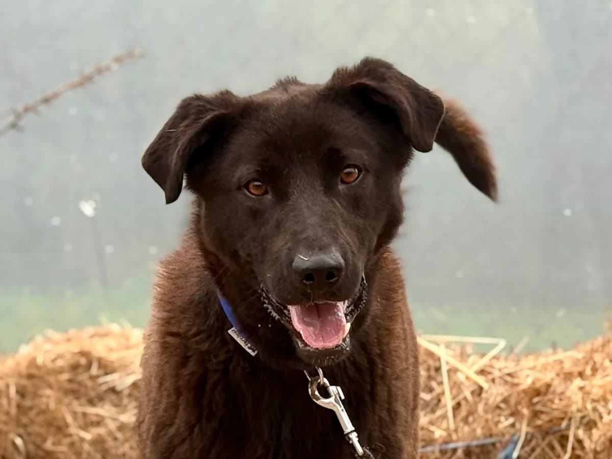Oscar, male young Mixed Breed for adoption at Ein Herz für Streuner e.V., München