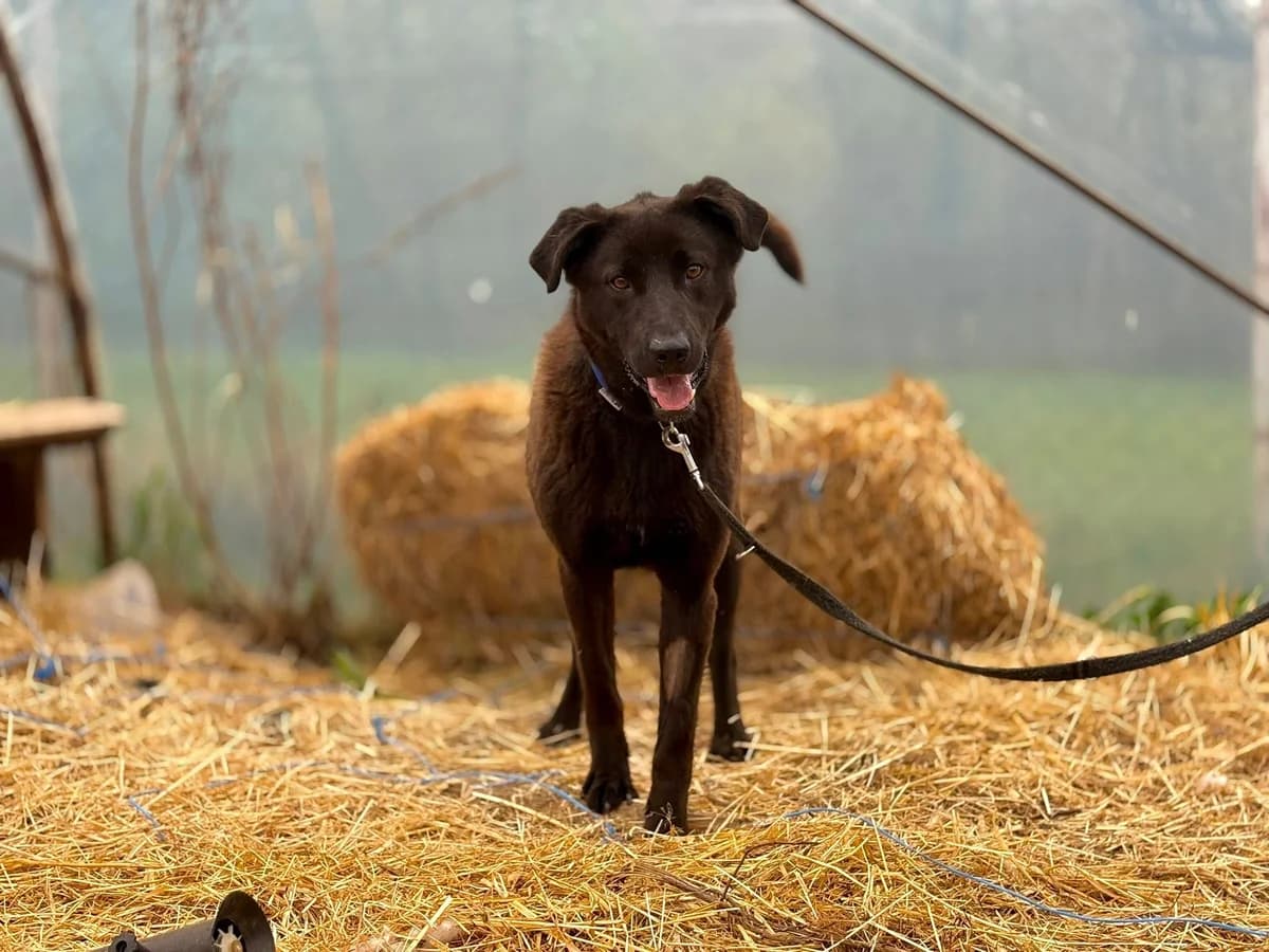 Oscar, male young Mixed Breed for adoption at Ein Herz für Streuner e.V., München