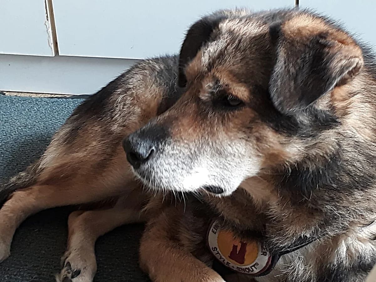 Oskar, male senior Mixed Breed for adoption at Ein Herz für Streuner e.V., München