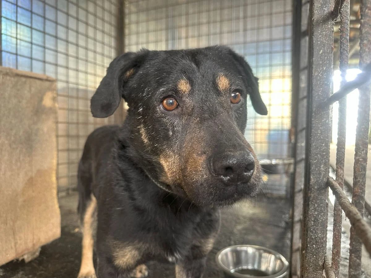 Othello, male senior Mixed Breed for adoption at Ein Herz für Streuner e.V., München