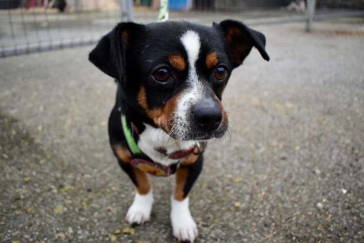 Othello, young Mixed Breed for adoption at Ein Herz für Streuner e.V., München