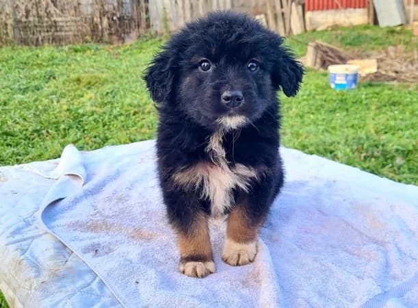 Othello, male puppy Mixed Breed for adoption at Ein Herz für Streuner e.V., München
