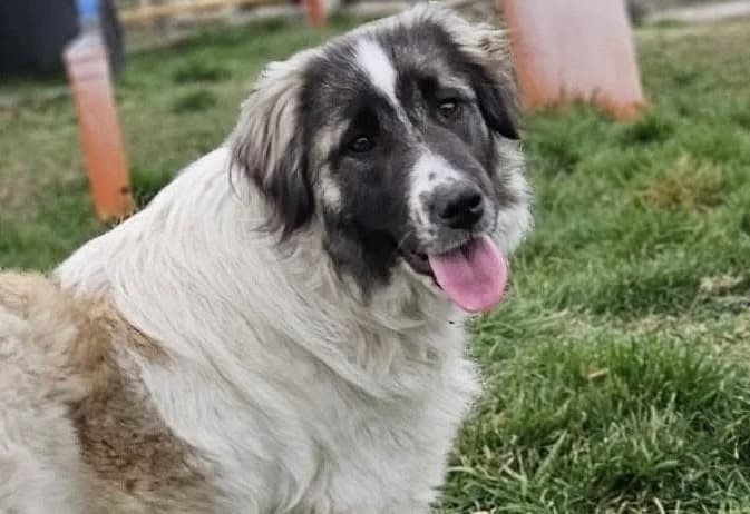 Otilie, female young Mixed Breed for adoption at Ein Herz für Streuner e.V., München