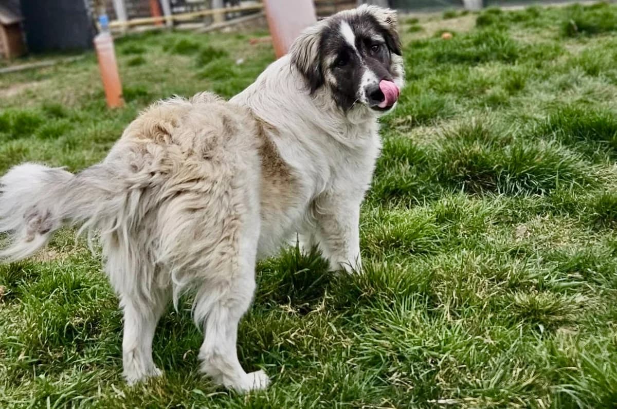 Otilie, female young Mixed Breed for adoption at Ein Herz für Streuner e.V., München