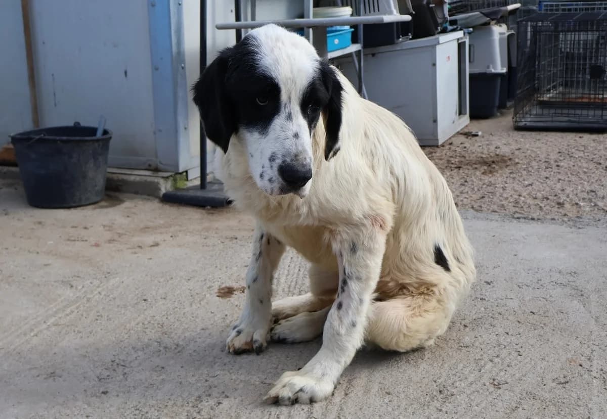 Otis, male 5yo Mixed Breed for adoption at Ein Herz für Streuner e.V., München