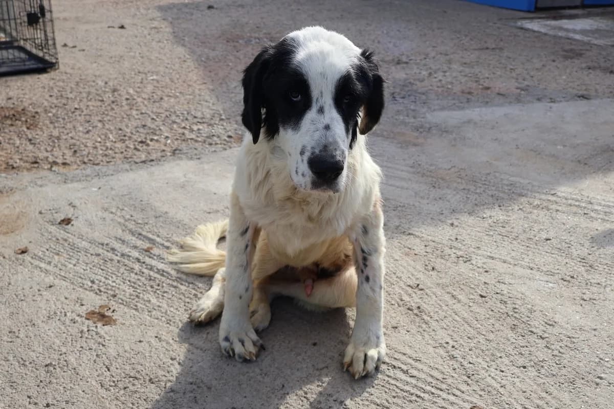 Otis, male young Mixed Breed for adoption at Ein Herz für Streuner e.V., München