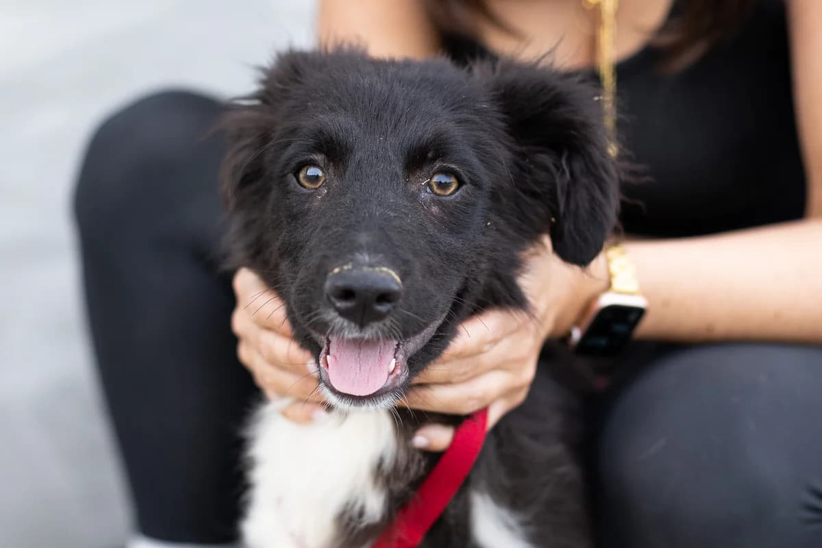 Otti, weiß female puppy Mixed Breed for adoption at Ein Herz für Streuner e.V., München