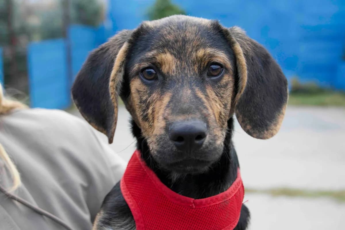 Otti, schwarz male puppy Mixed Breed for adoption at Ein Herz für Streuner e.V., München