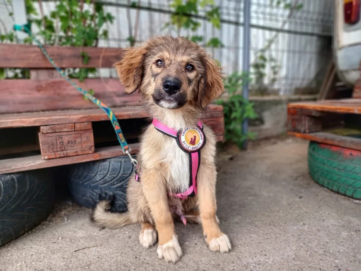 Otti, male puppy Mixed Breed for adoption at Ein Herz für Streuner e.V., München