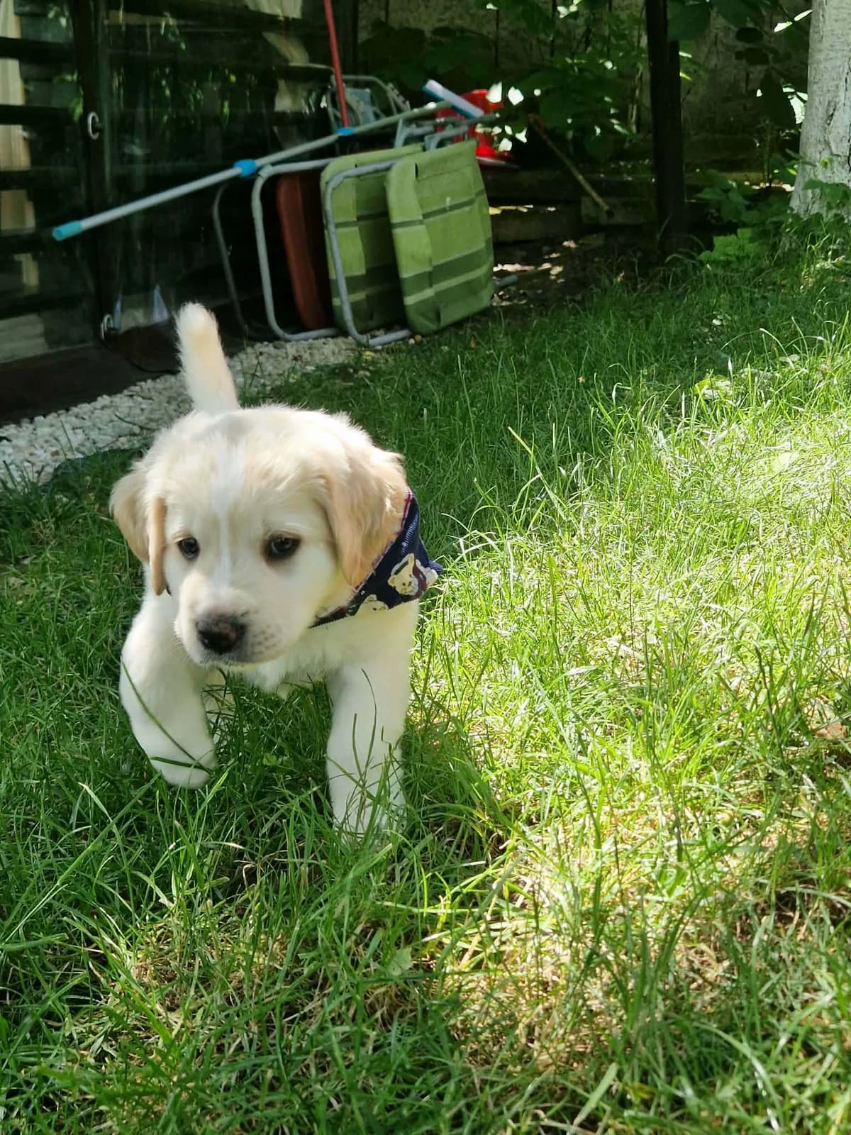 Otti, golden male puppy Mixed Breed for adoption at Ein Herz für Streuner e.V., München