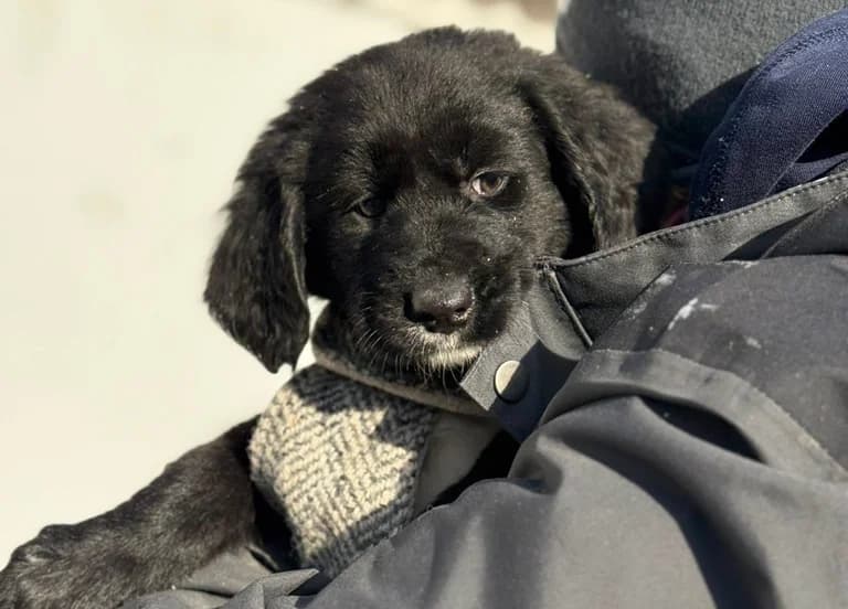 Ottilie, female puppy Mixed Breed for adoption at Ein Herz für Streuner e.V., München