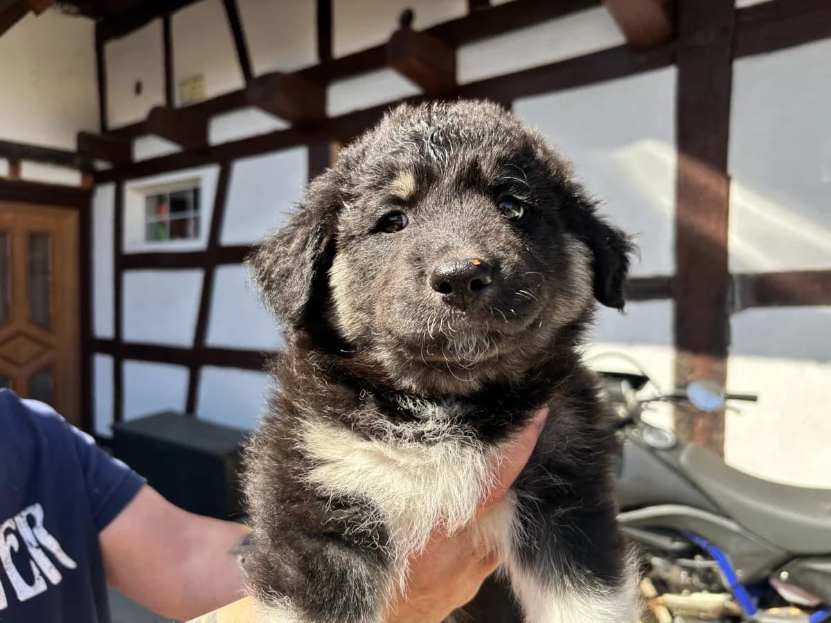 Otto, schwarz male young Mixed Breed for adoption at Ein Herz für Streuner e.V., München