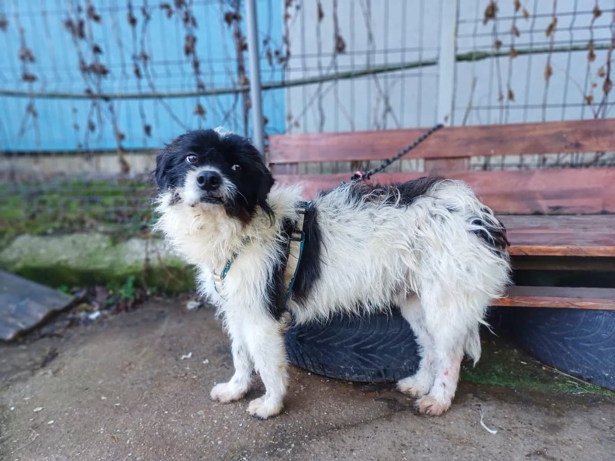Otto, male senior Mixed Breed for adoption at Ein Herz für Streuner e.V., München