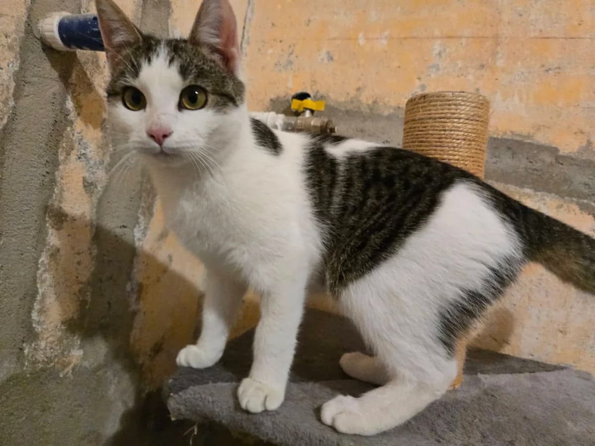 Otto, male Mixed Breed for adoption at Ein Herz für Streuner e.V.