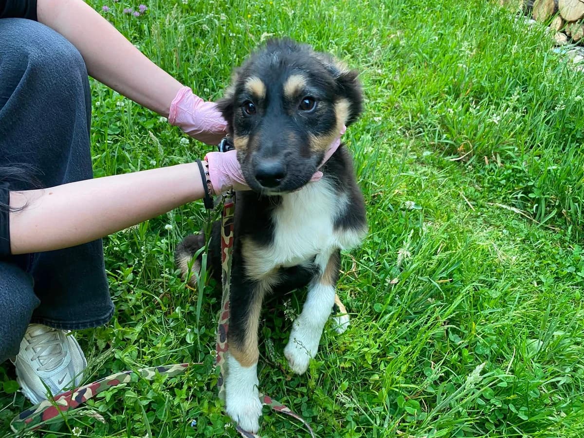 Otto, male puppy Mixed Breed for adoption at Ein Herz für Streuner e.V., München