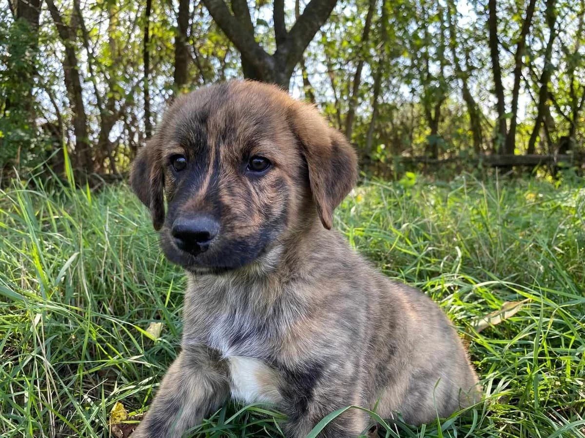 Ouzo, gefleckt male puppy Mixed Breed for adoption at Ein Herz für Streuner e.V., München