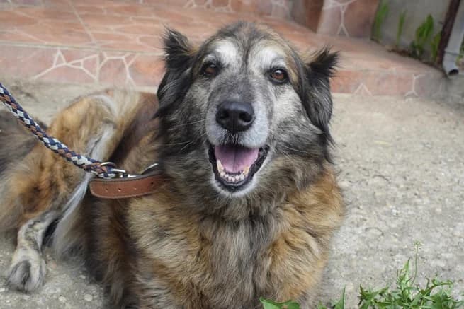 Ovidia, female senior Mixed Breed for adoption at Ein Herz für Streuner e.V., München