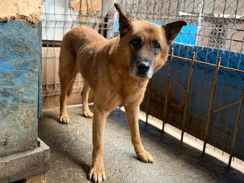 Ovidu, male senior Mixed Breed for adoption at Ein Herz für Streuner e.V., München